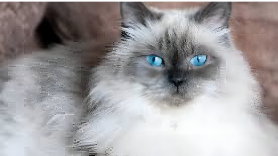 Fluffy Cat 