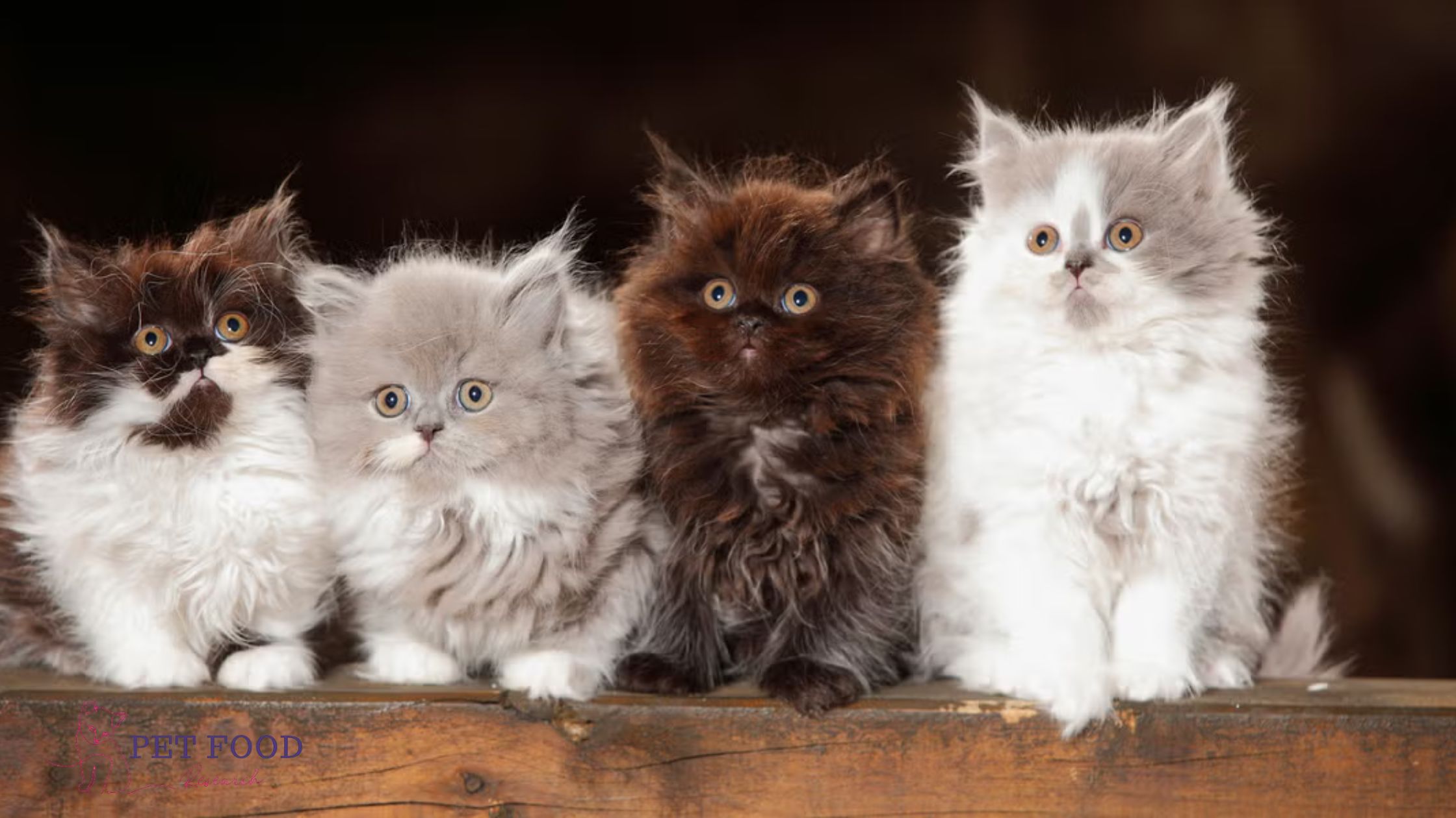 Fluffy Cat