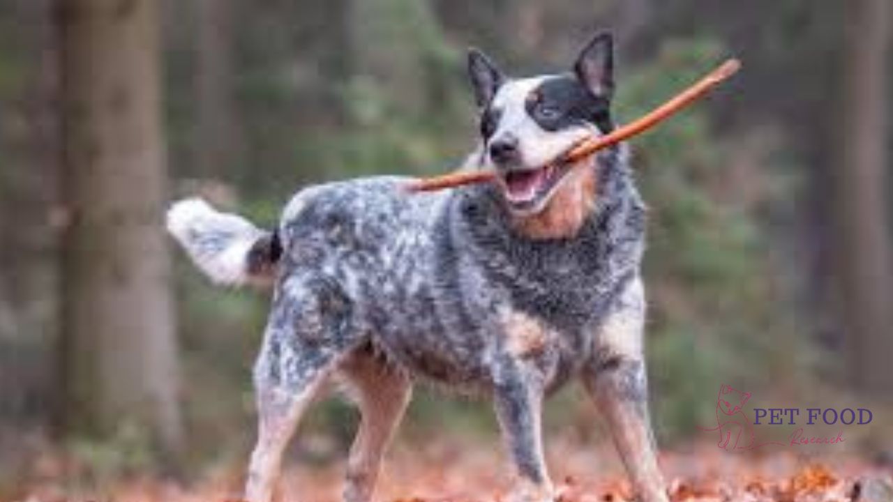 blue heeler