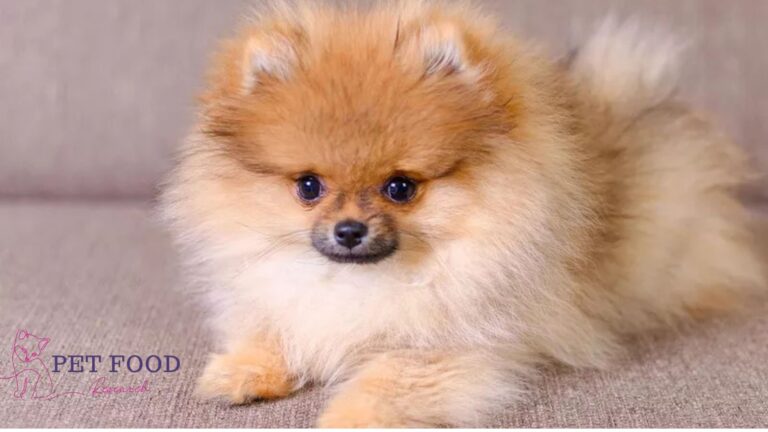 teacup dog