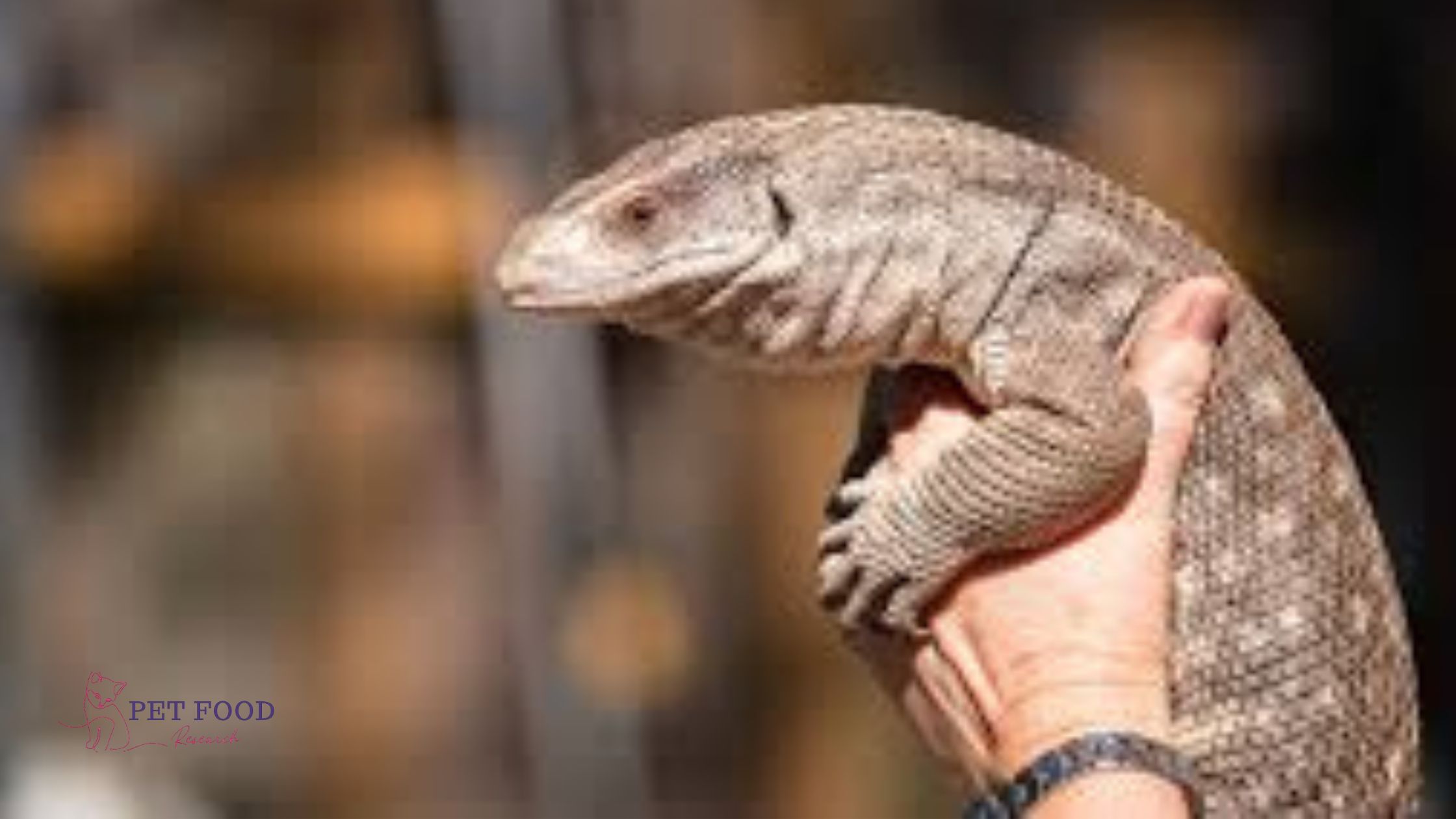 Savannah Monitor