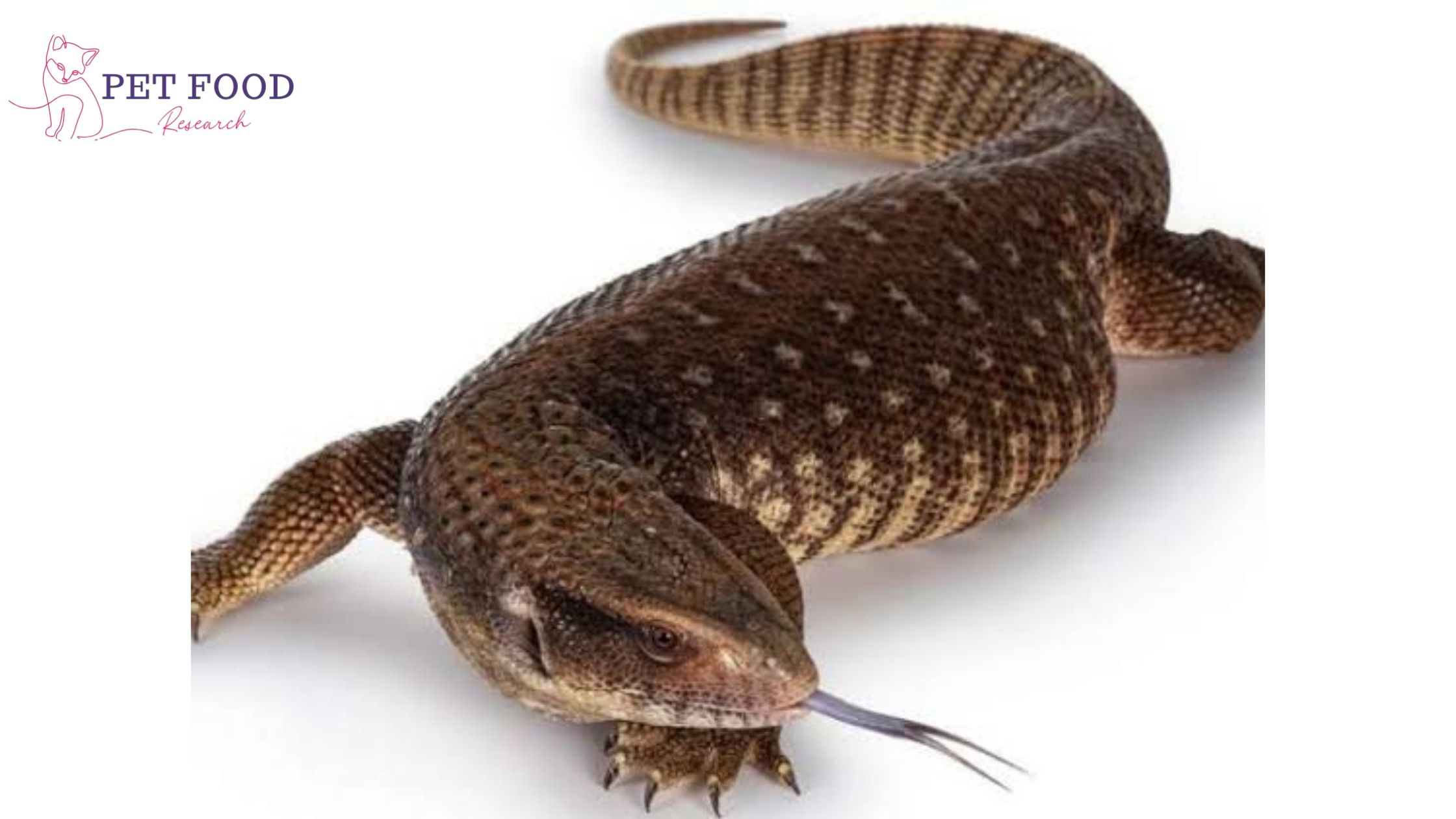 Savannah Monitor