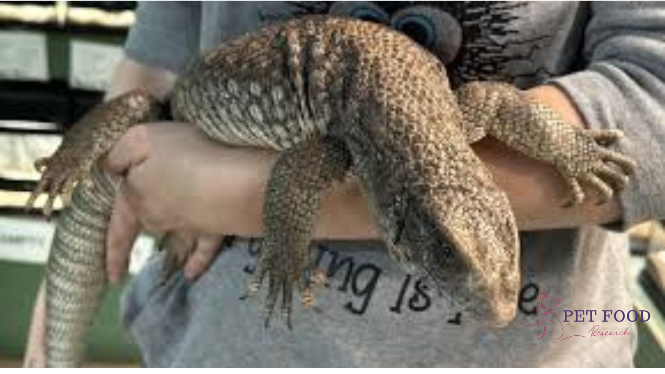 Savannah Monitor